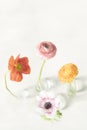 Blooming colorful flowers in vases