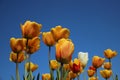 Blooming Colorful With One White Tulips Royalty Free Stock Photo