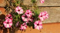 Blooming Colorful Petunias On Wooden Wall