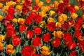 Blooming colorful tulip flowers as floral background