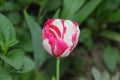 Blooming colorful tulip