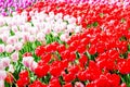 Blooming colorful tulips flowerbed in public flower garden. Popular tourist site. Lisse, Holland, Netherlands. Selective focus. Na Royalty Free Stock Photo