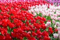 Blooming colorful tulips flowerbed in public flower garden. Popular tourist site. Lisse, Holland, Netherlands. Selective focus. Na Royalty Free Stock Photo