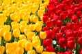 Blooming colorful tulips flowerbed in public flower garden. Popular tourist site. Lisse, Holland, Netherlands. Selective focus. Na Royalty Free Stock Photo