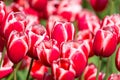 Blooming colorful tulips flowerbed in public flower garden. Popular tourist site. Lisse, Holland, Netherlands. Selective focus. Na Royalty Free Stock Photo