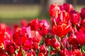 Blooming colorful tulips flowerbed in public flower garden. Popular tourist site. Lisse, Holland, Netherlands. Selective focus. Na Royalty Free Stock Photo