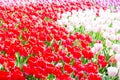 Blooming colorful tulips flowerbed in public flower garden. Popular tourist site. Lisse, Holland, Netherlands. Selective focus. Na Royalty Free Stock Photo