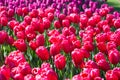 Blooming colorful tulips flowerbed in public flower garden. Popular tourist site. Lisse, Holland, Netherlands. Selective focus. Na Royalty Free Stock Photo