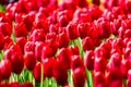 Blooming colorful tulips flowerbed in public flower garden. Popular tourist site. Lisse, Holland, Netherlands. Selective focus. Na Royalty Free Stock Photo