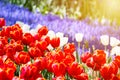 Blooming colorful tulips flowerbed in public flower garden. Popular tourist site. Lisse, Holland, Netherlands. Selective focus. Na Royalty Free Stock Photo