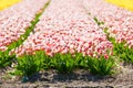 Blooming colorful tulips flowerbed in public flower garden. Popular tourist site. Lisse, Holland, Netherlands. Selective focus. Royalty Free Stock Photo