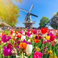 Blooming colorful tulips flowerbed in public flower garden with windmill. Popular tourist site. Lisse, Holland, Netherlands Royalty Free Stock Photo