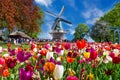 Blooming colorful tulips flowerbed in public flower garden with windmill. Popular tourist site. Lisse, Holland, Netherlands