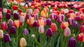 Blooming colorful tulips flowerbed in public garden, Lisse, Netherlands Royalty Free Stock Photo