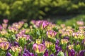 Blooming colorful tulips in a garden spring time in Poland. Royalty Free Stock Photo