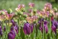 Blooming colorful tulips in a garden spring time in Poland. Royalty Free Stock Photo
