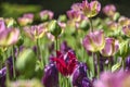 Blooming colorful tulips in a garden spring time in Poland. Royalty Free Stock Photo