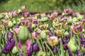 Blooming colorful tulips in a garden spring time in Poland. Royalty Free Stock Photo