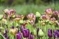 Blooming colorful tulips in a garden spring time in Poland. Royalty Free Stock Photo