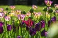 Blooming colorful tulips in a garden spring time in Poland. Royalty Free Stock Photo