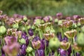 Blooming colorful tulips in a garden spring time in Poland. Royalty Free Stock Photo