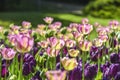 Blooming colorful tulips in a garden spring time in Poland. Royalty Free Stock Photo