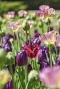 Blooming colorful tulips in a garden spring time in Poland. Royalty Free Stock Photo