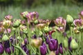 Blooming colorful tulips in a garden spring time in Poland. Royalty Free Stock Photo