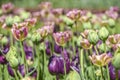 Blooming colorful tulips in a garden spring time in Poland. Royalty Free Stock Photo