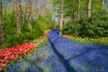 Grape hyacinth and spring blooms in Keukenhof garden, Lisse, Netherlands Holland nature, cultivation Royalty Free Stock Photo