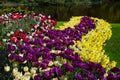 Arrangement of colorful tulips in spring garden, Keukenhof, Lisse, Netherlands Holland nature, gardening, cultivation Royalty Free Stock Photo