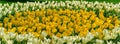 Blooming Colorful Tulips in Spring Garden Close Up View. Yellow and White Fresh Tulip Flowers Arranged in Flower Bed. Nature Royalty Free Stock Photo