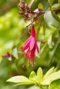 Blooming colourful red fuchsia flowers in nature