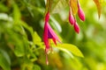 Blooming colourful red fuchsia flowers in nature