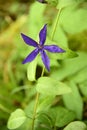 Periwinkles Littorina littorea