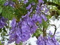 Blooming colours of the Jacaranda tree Royalty Free Stock Photo