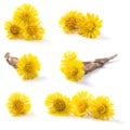 Blooming coltsfoot isolated on a white