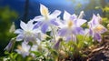 Stunning Colorado Columbine Flowers: Lens Flare, Pastel Colors, And Luminescence