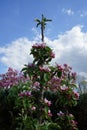 Blooming columnar apple tree, Malus Ballerina \'Waltz\', in spring. Berlin, Germany Royalty Free Stock Photo