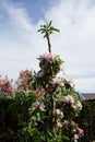 Blooming columnar apple tree, Malus Ballerina \'Waltz\', in spring. Berlin, Germany Royalty Free Stock Photo