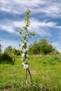 Blooming columnar shape Apple tree in the middle of meadows