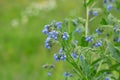 Blooming comfrey