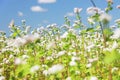 Blooming common buckwheat Fagopyrum esculentum in a field. Buckwheat flowers against a blue sky