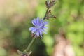 Blooming common chicory flower Royalty Free Stock Photo