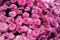 Blooming common Pink chrysanthemum in our path