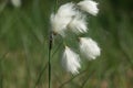 Blooming common cottongrass Eriophorum angustifolium closeup selective focus Royalty Free Stock Photo