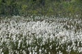 Blooming common cottongrass Eriophorum angustifolium in wet meadow Royalty Free Stock Photo