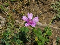 Blooming Common or high mallow, Malva sylvestris, flower in grass close-up, selective focus, shallow DOF