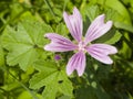 Blooming Common or high mallow, Malva sylvestris, flower in grass close-up, selective focus, shallow DOF