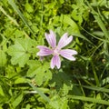 Blooming Common or high mallow, Malva sylvestris, flower in grass close-up, selective focus, shallow DOF